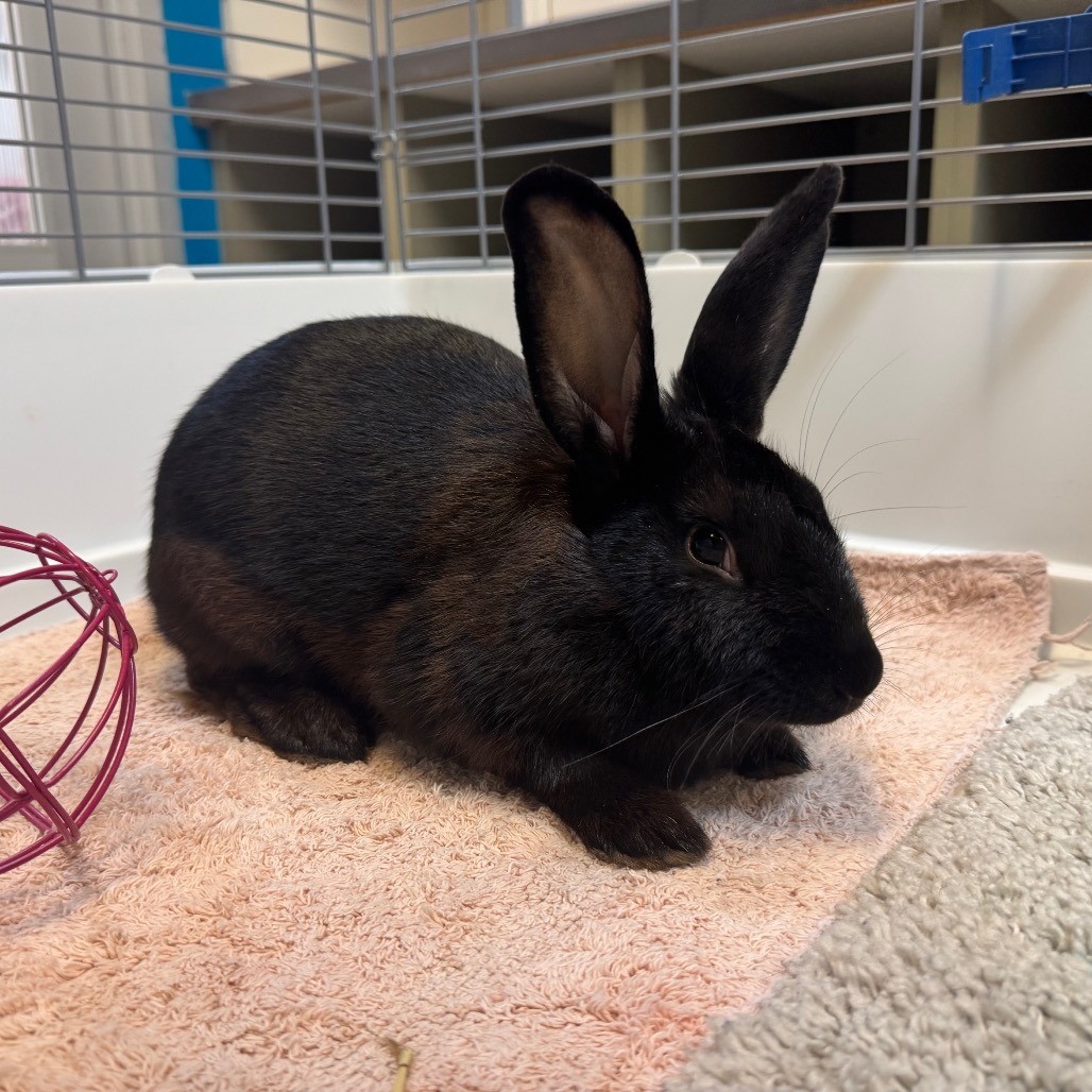 Shelter Stray Female Rabbit last seen , 4900 Milgen Rd, Columbus, GA 31907, USA