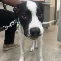 Shelter Stray Male Dog last seen , 8464 Beach Blvd, Jacksonville, FL 32216, USA