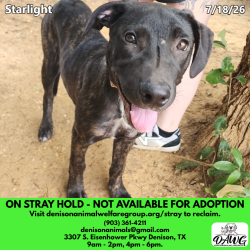 Shelter Stray Female Dog last seen , 3307 S Eisenhower Pkwy, Denison, TX 75020, USA