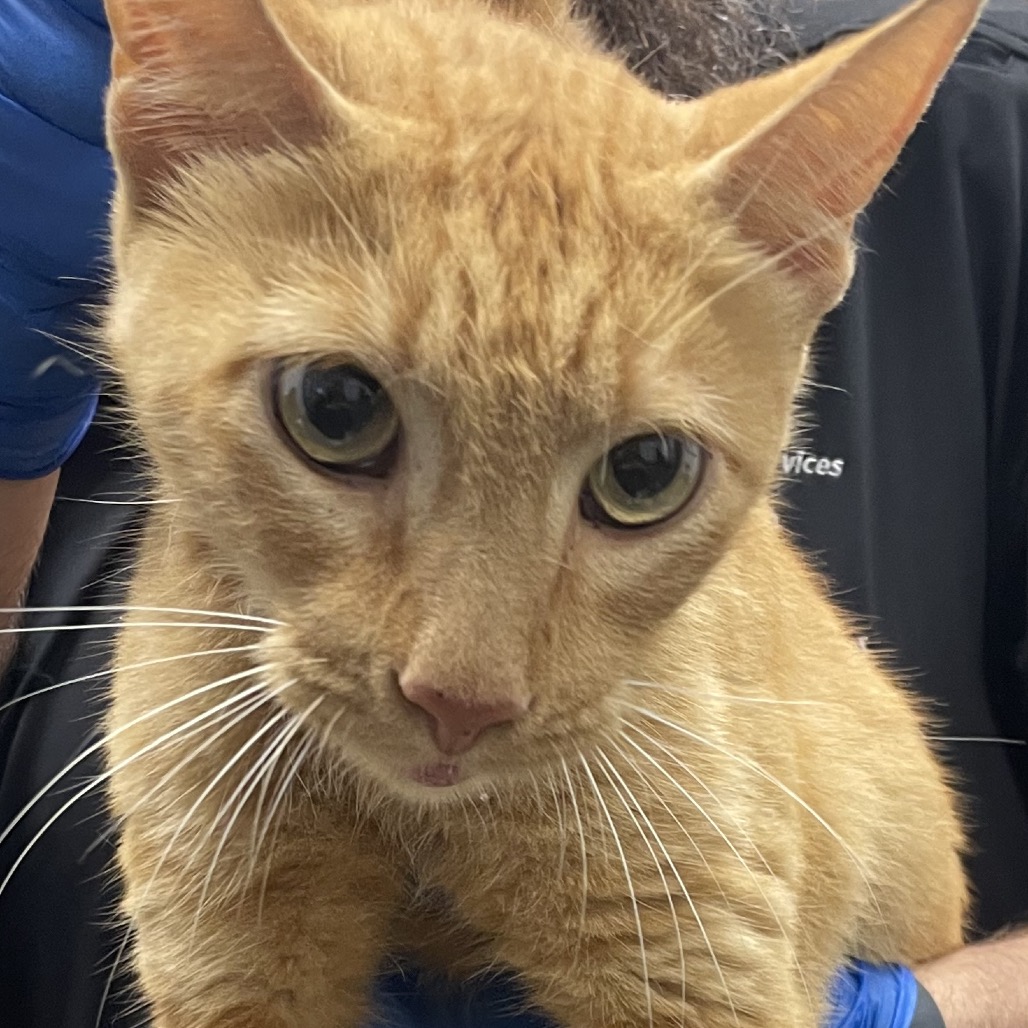 Shelter Stray Male Cat last seen , 3100 Deats Rd, Dickinson, TX 77539, USA