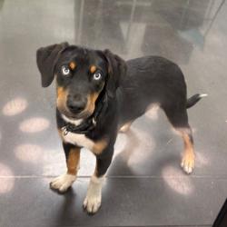 Shelter Stray Female Dog last seen , 425 Kirksey Dr, Morganton, NC 28655, USA