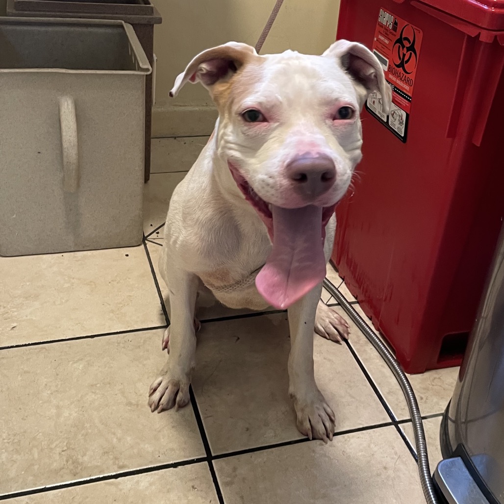 Shelter Stray Male Dog last seen , 361 S Raymond Ave, Pasadena, CA 91105, USA