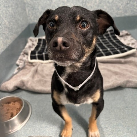 Shelter Stray Unknown Dog last seen , 12910 Yukon Ave, Hawthorne, CA 90250, USA