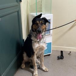 Shelter Stray Unknown Dog last seen , 361 S Raymond Ave, Pasadena, CA 91105, USA