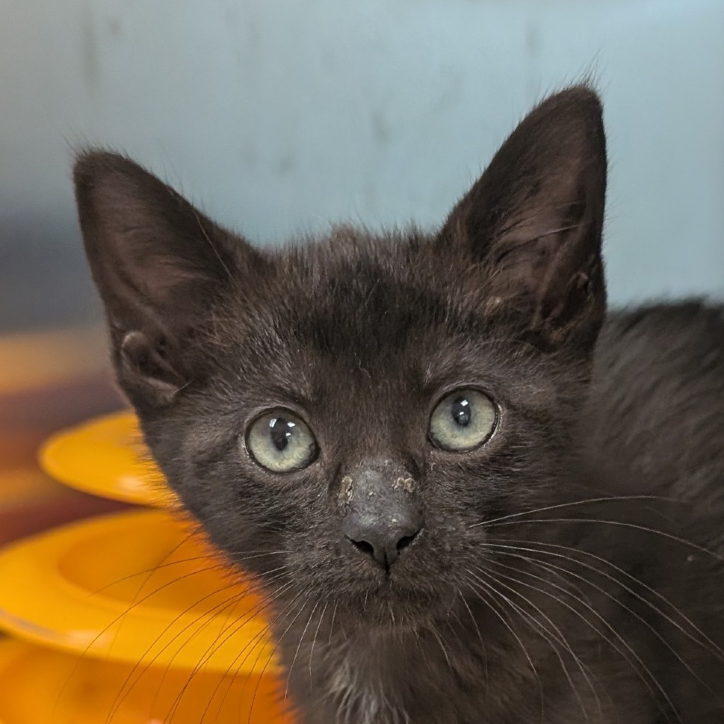 Shelter Stray Female Cat last seen , 3173 K-68 Hwy, Ottawa, KS 66067, USA