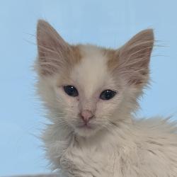 Shelter Stray Male Cat last seen , 3173 K-68 Hwy, Ottawa, KS 66067, USA