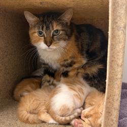 Shelter Stray Female Cat last seen , Animal Care & Control Team of Philly, 111 W Hunting Park Ave, Philadelphia, PA 19140, USA