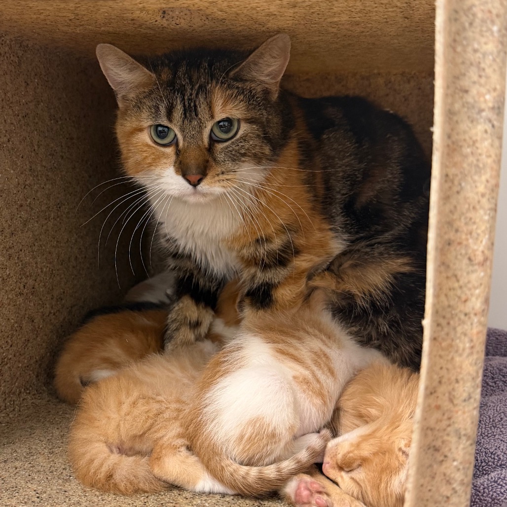 Shelter Stray Female Cat last seen , Animal Care & Control Team of Philly, 111 W Hunting Park Ave, Philadelphia, PA 19140, USA