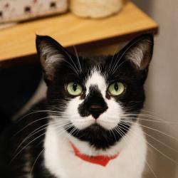 Shelter Stray Female Cat last seen , 3607 N Armenia Ave, Tampa, FL 33607, USA