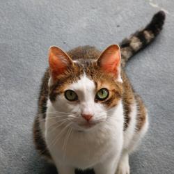 Shelter Stray Male Cat last seen , 3607 N Armenia Ave, Tampa, FL 33607, USA