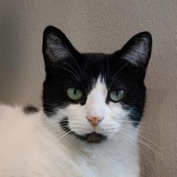Shelter Stray Female Cat last seen , 3607 N Armenia Ave, Tampa, FL 33607, USA