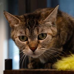 Shelter Stray Female Cat last seen , 3607 N Armenia Ave, Tampa, FL 33607, USA