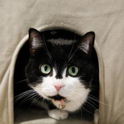 Shelter Stray Female Cat last seen , 3607 N Armenia Ave, Tampa, FL 33607, USA