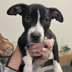 Shelter Stray Male Dog last seen , 3607 N Armenia Ave, Tampa, FL 33607, USA