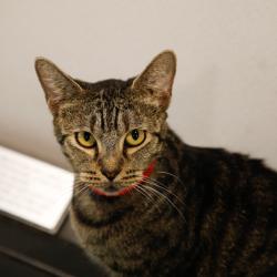 Shelter Stray Female Cat last seen , 3607 N Armenia Ave, Tampa, FL 33607, USA