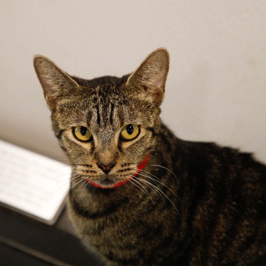 Shelter Stray Female Cat last seen , 3607 N Armenia Ave, Tampa, FL 33607, USA