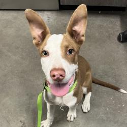Shelter Stray Male Dog last seen , 3607 N Armenia Ave, Tampa, FL 33607, USA