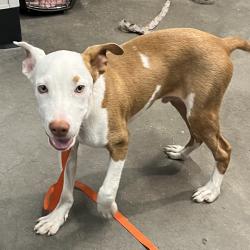 Shelter Stray Male Dog last seen , 3607 N Armenia Ave, Tampa, FL 33607, USA