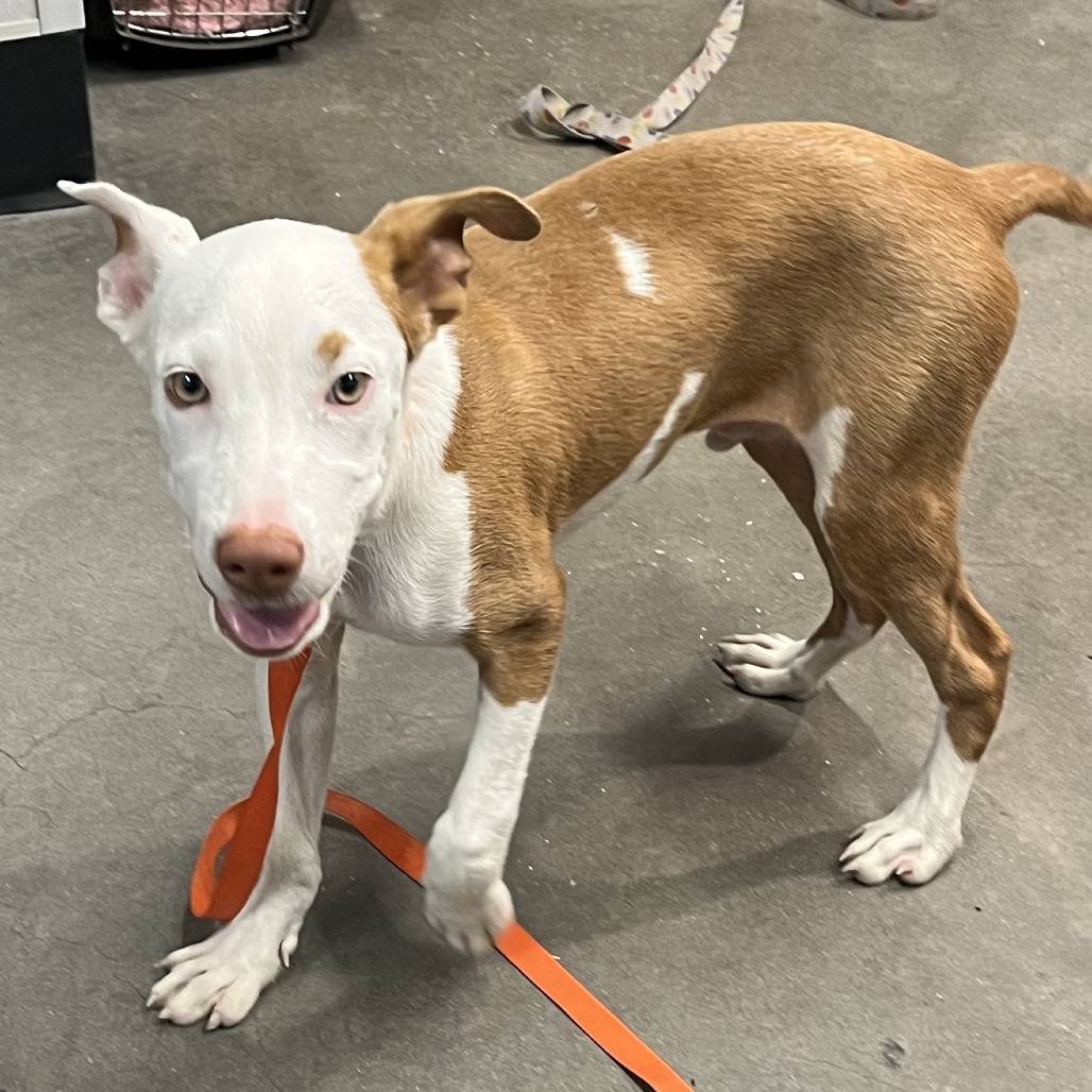 Shelter Stray Male Dog last seen , 3607 N Armenia Ave, Tampa, FL 33607, USA