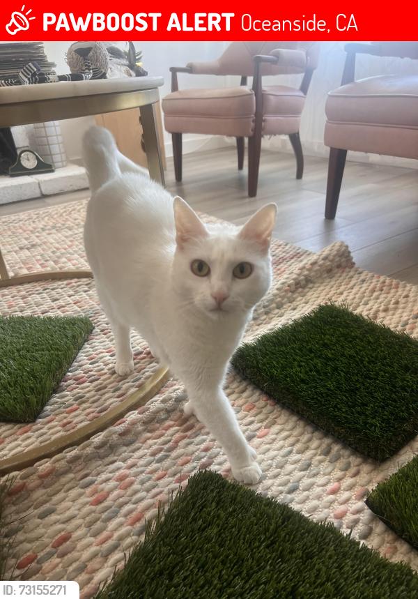 Lost Female Cat last seen Terry st and Norma st, Oceanside, CA 92056