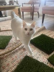 Lost Female Cat last seen Terry st and Norma st, Oceanside, CA 92056