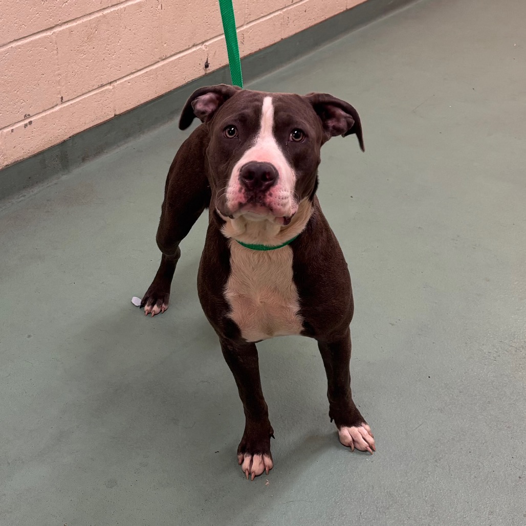 Shelter Stray Female Dog last seen , 2350 Appling City Cove, Memphis, TN 38133, USA