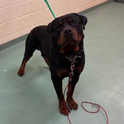 Shelter Stray Male Dog last seen , 2350 Appling City Cove, Memphis, TN 38133, USA