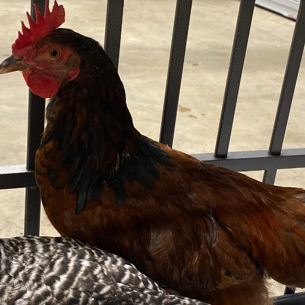 Shelter Stray Female Other last seen , 2350 Appling City Cove, Memphis, TN 38133, USA