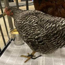 Shelter Stray Female Other last seen , 2350 Appling City Cove, Memphis, TN 38133, USA