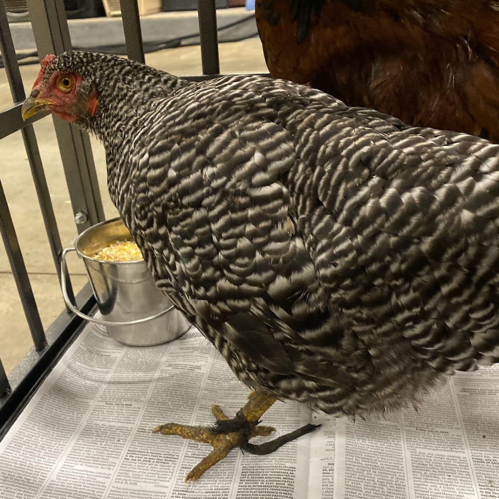 Shelter Stray Female Other last seen , 2350 Appling City Cove, Memphis, TN 38133, USA