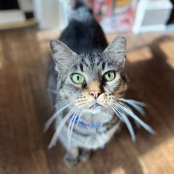Shelter Stray Male Cat last seen , 2350 Appling City Cove, Memphis, TN 38133, USA