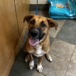 Shelter Stray Male Dog last seen , 4500 N Access Rd, Chattanooga, TN 37415, USA