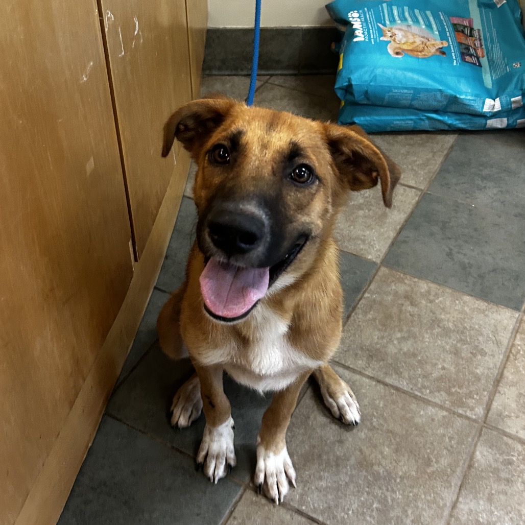 Shelter Stray Male Dog last seen , 4500 N Access Rd, Chattanooga, TN 37415, USA