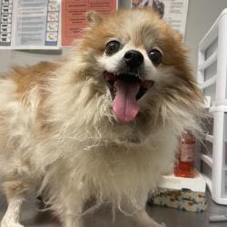 Shelter Stray Female Dog last seen , 4500 N Access Rd, Chattanooga, TN 37415, USA