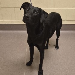 Shelter Stray Female Dog last seen , 3428 S Jenkins Ave, Norman, OK 73072, USA