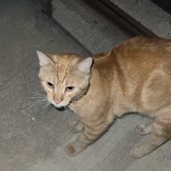 Found/Stray Unknown Cat last seen Beverly Blvd & South Park View Street, Los Angeles, CA 90057