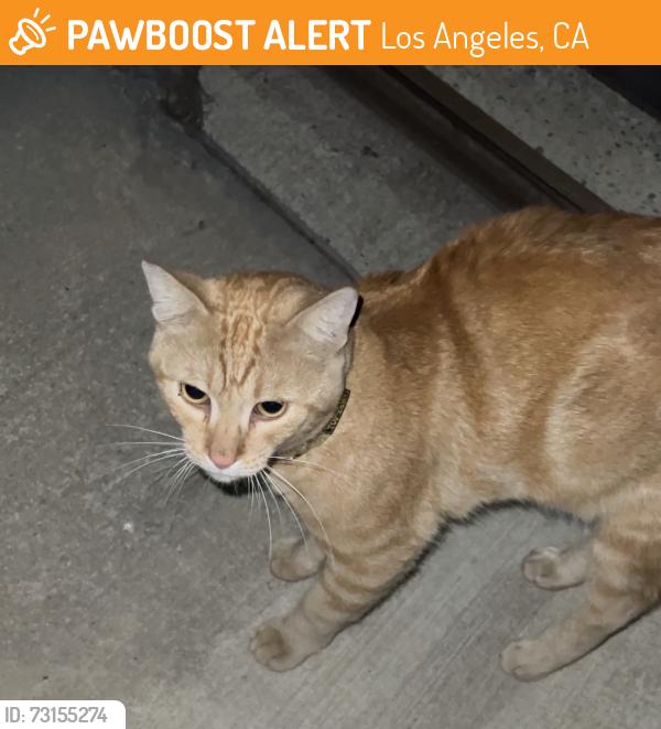 Found/Stray Unknown Cat last seen Beverly Blvd & South Park View Street, Los Angeles, CA 90057