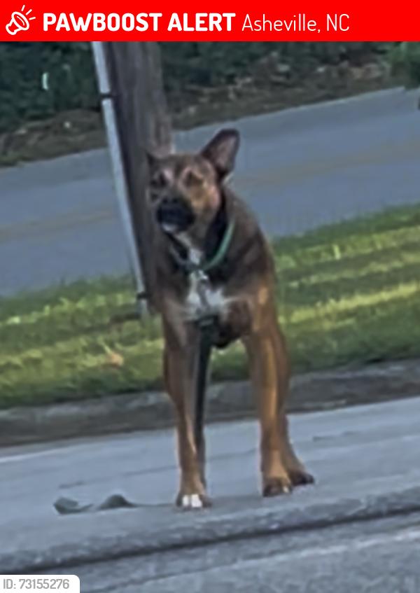Lost Unknown Dog last seen Spruce Hill Lane Asheville nc, Asheville, NC 28805