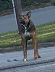 Lost Unknown Dog last seen Spruce Hill Lane Asheville nc, Asheville, NC 28805