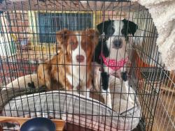 Found/Stray Male Dog last seen Angeles Hwy, Acton, CA 93510