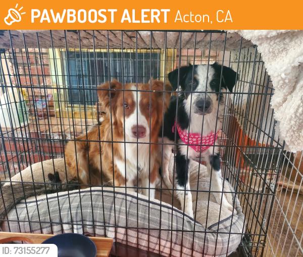 Found/Stray Male Dog last seen Angeles Hwy, Acton, CA 93510