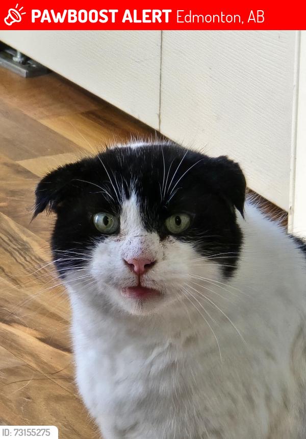 Lost Male Cat last seen Terwilligar Common and Towne centre blvd, Edmonton, AB 