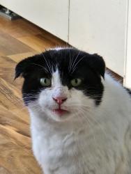 Lost Male Cat last seen Terwilligar Common and Towne centre blvd, Edmonton, AB 