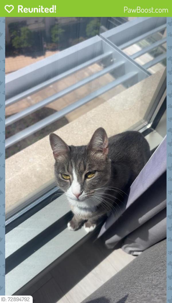 Reunited Male Cat last seen Brier Creek Plaza, Raleigh, NC 27617