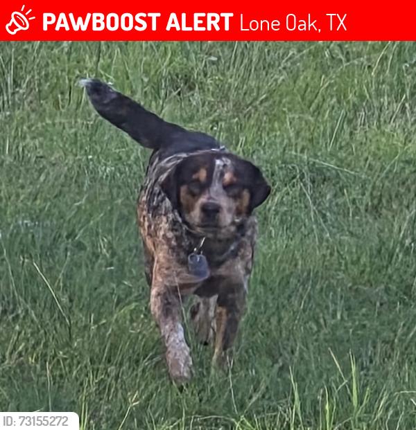 Lost Male Dog last seen Near co rd 3517, quinlan, tx 75474, Lone Oak, TX 75453