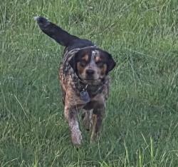 Lost Male Dog last seen Near co rd 3517, quinlan, tx 75474, Lone Oak, TX 75453