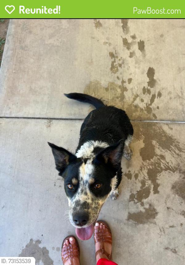 Reunited Female Dog last seen Sierra vista near La Sierra university, Riverside, CA 92505