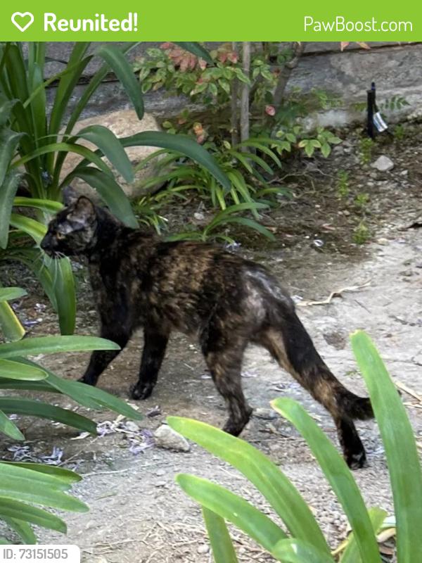 Reunited Female Cat last seen Avenida de las Vistas San Diego, CA 92154, San Diego, CA 92154