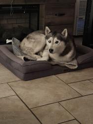 Reunited Female Dog last seen Near Maidstone Ave, Norwalk, CA 90650, USA, Norwalk, CA 90650