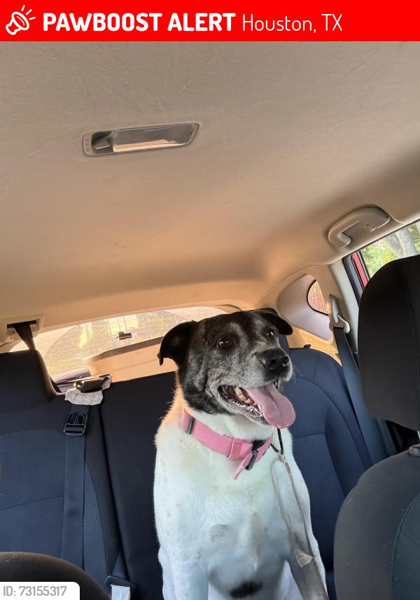 Lost Male Dog last seen Highway 249, Houston, TX 77038